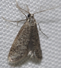 Dissoctena albidella