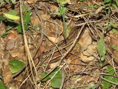 Trimorphodon biscutatus