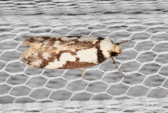 Philobota partitella