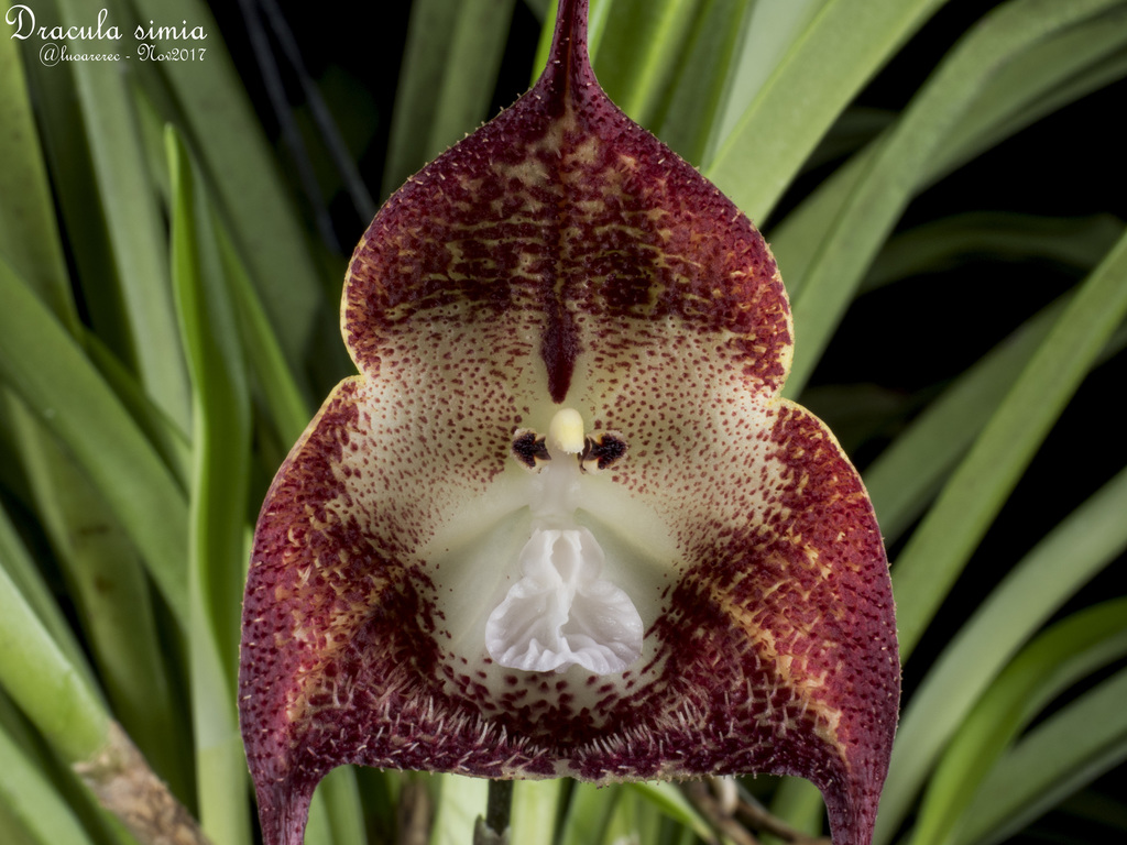 Monkey-Face Orchid (Dracula simia) · iNaturalist