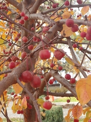 Malus baccata