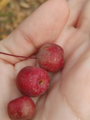 Malus baccata