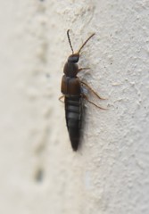 Oxypoda acuminata