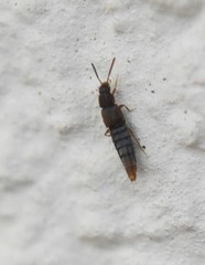 Oxypoda acuminata