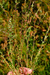 Empleurum fragrans