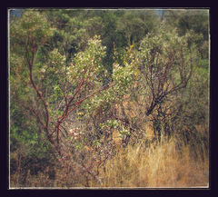 Arctostaphylos manzanita