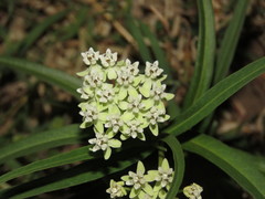 Asclepias woodsoniana