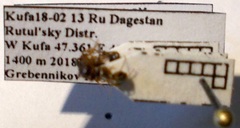 Aphaenogaster subterranea