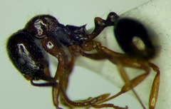 Aphaenogaster subterranea
