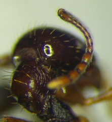 Aphaenogaster subterranea