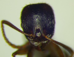Aphaenogaster subterranea