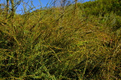Empleurum fragrans