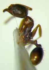 Aphaenogaster subterranea