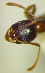 Aphaenogaster subterranea