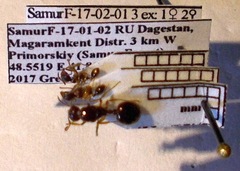 Aphaenogaster subterranea