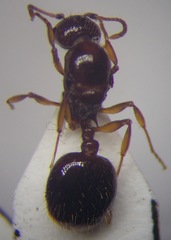 Aphaenogaster subterranea