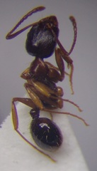 Aphaenogaster subterranea