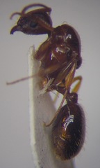 Aphaenogaster subterranea