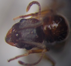 Aphaenogaster subterranea