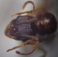 Aphaenogaster subterranea