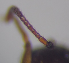 Aphaenogaster subterranea