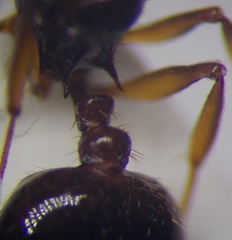 Aphaenogaster subterranea