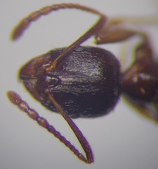 Aphaenogaster subterranea