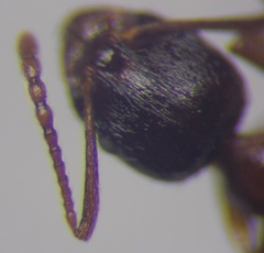 Aphaenogaster subterranea