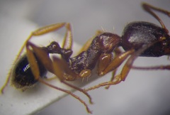 Aphaenogaster subterranea