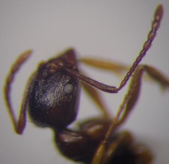 Aphaenogaster subterranea