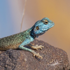 Pseudotrapelus jensvindumi