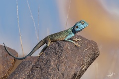 Pseudotrapelus jensvindumi