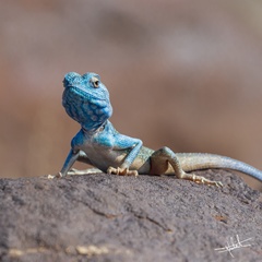 Pseudotrapelus jensvindumi