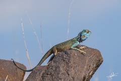 Pseudotrapelus jensvindumi