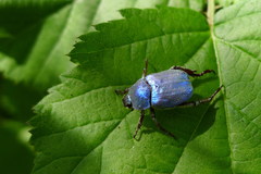 Hoplia coerulea
