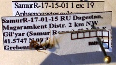 Aphaenogaster subterranea