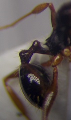 Aphaenogaster subterranea