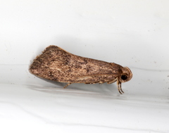 Syncometes