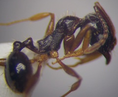 Aphaenogaster subterranea