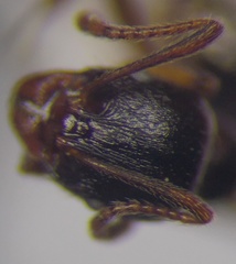 Aphaenogaster subterranea