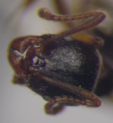 Aphaenogaster subterranea