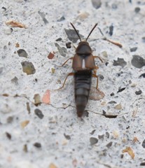 Oxypoda acuminata