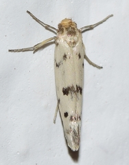 Enolmis delicatella