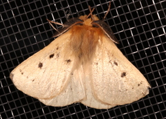 Anthela ocellata