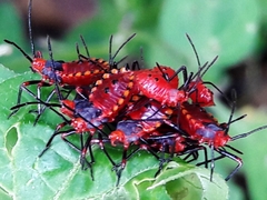 Spartocerini