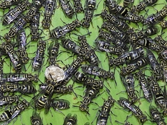 Protopolybia exigua