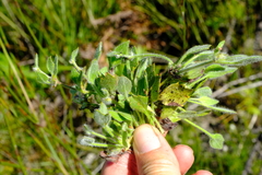 Centella montana