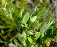 Centella montana
