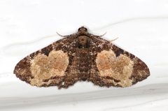 Scotocyma albinotata
