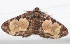 Scotocyma albinotata